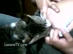 Hot floozy allows her large, chunky pointer sisters to be breastfed by her cat.